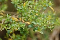 0391 Phyllirea latifolia